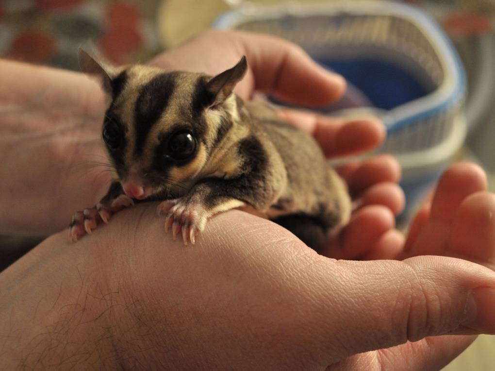 Мелкие домашние животные. 10 экзотических животных, которых можно держать дома