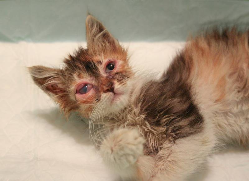 Микоплазмоз у кошек: симптомы, лечение и профилактика
