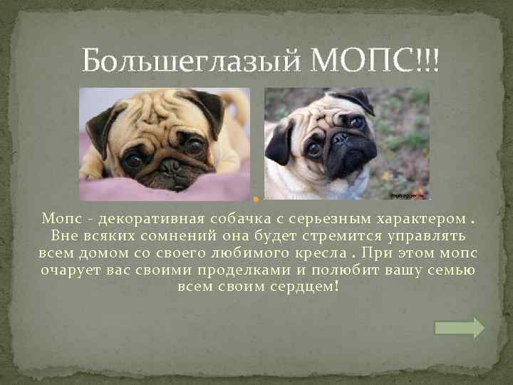 Мопс: описание породы, характер собаки, уход и отзывы