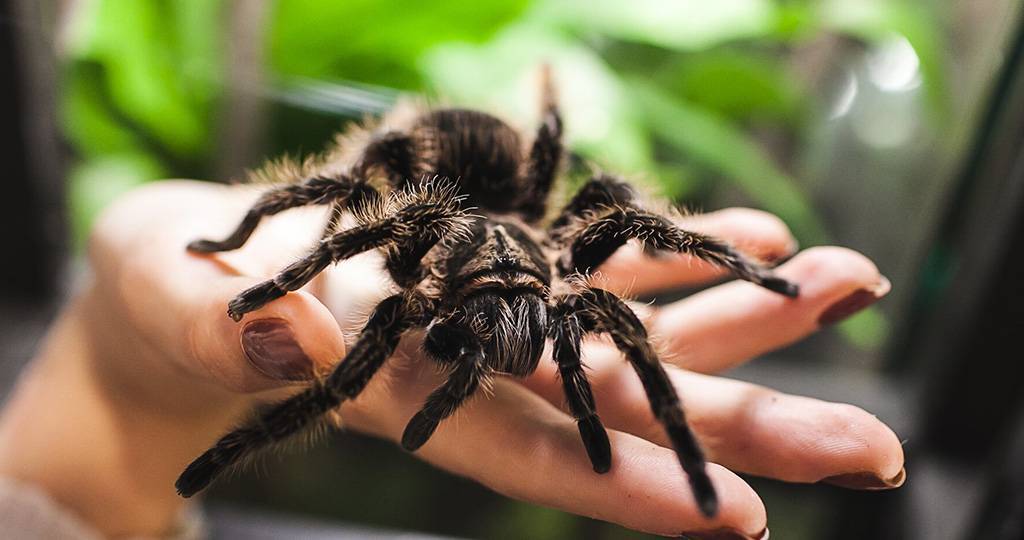 Продолжительность жизни паука, сколько лет живут домашние пауки и в природе?