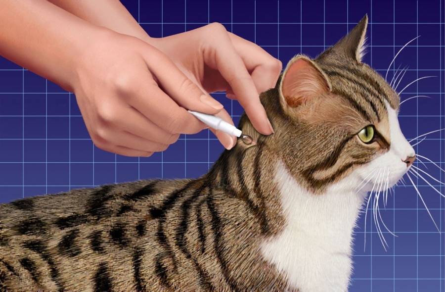 Как сделать укол кошке внутримышечно, в холку, в лапу, бедро