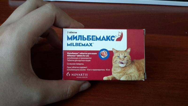 Как давать капли кошке. Котенок с таблетками. Противовоспалительное для кошек. Кот и таблетки. Противовоспалительные таблетки для кошек.