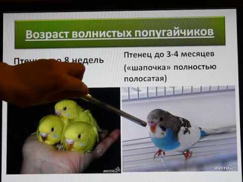 Чем интересны волнистые попугаи, как определить возраст и пол? :: syl.ru