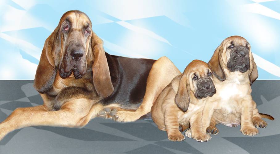 Бладхаунд (англ. bloodhound) – крупные, мощные, очень красивые собаки с грустными глазами