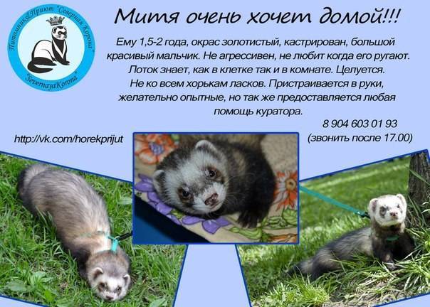 Сколько живут хорьки в домашних условиих