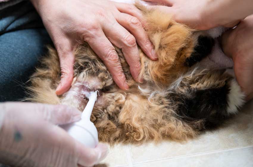 Клизма коту: симптомы и причины запора, порядок проведения процедуры, как сделать клизму коту в домашних условиях, профилактика запоров