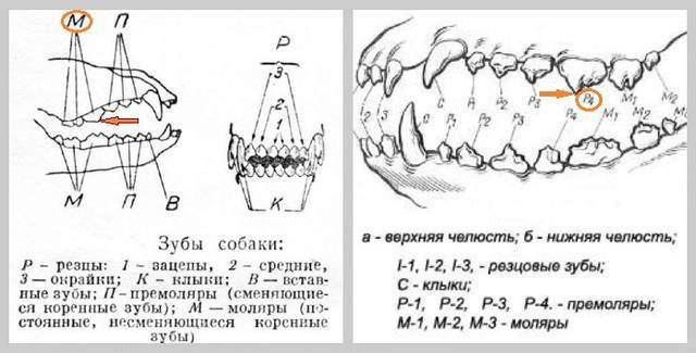Сколько зубов у собаки?