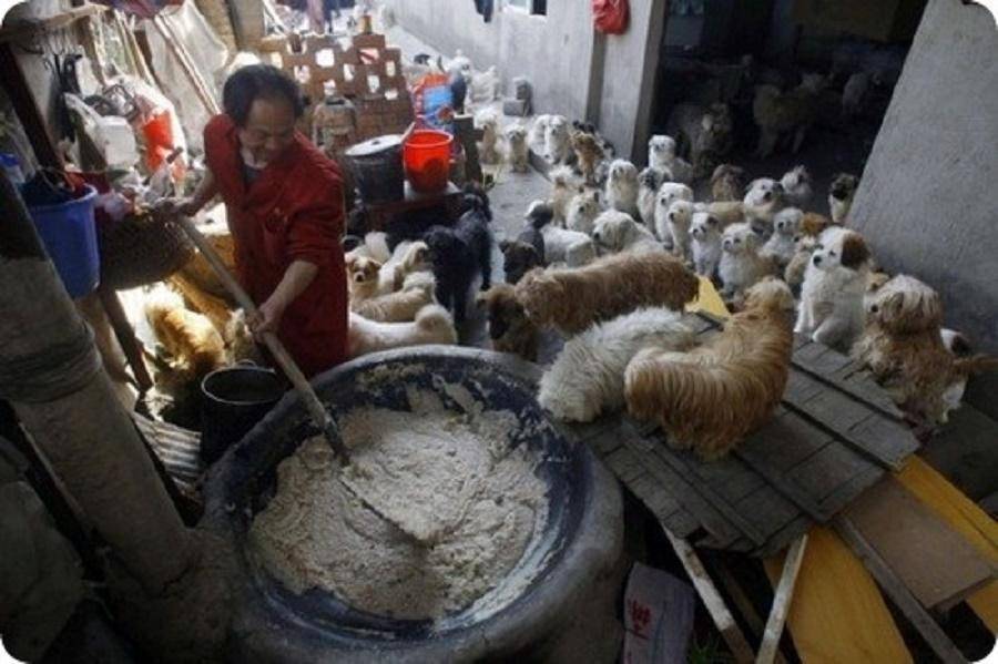 Едят ли китайцы кошек. cтатья: китайцы, которые едят кошек - взгляд на страну с точки зрения исследователя китаеведа. | здоровое питание