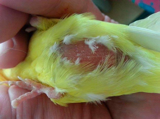 Опухоль на груди у попугая — насколько опасно новообразование?