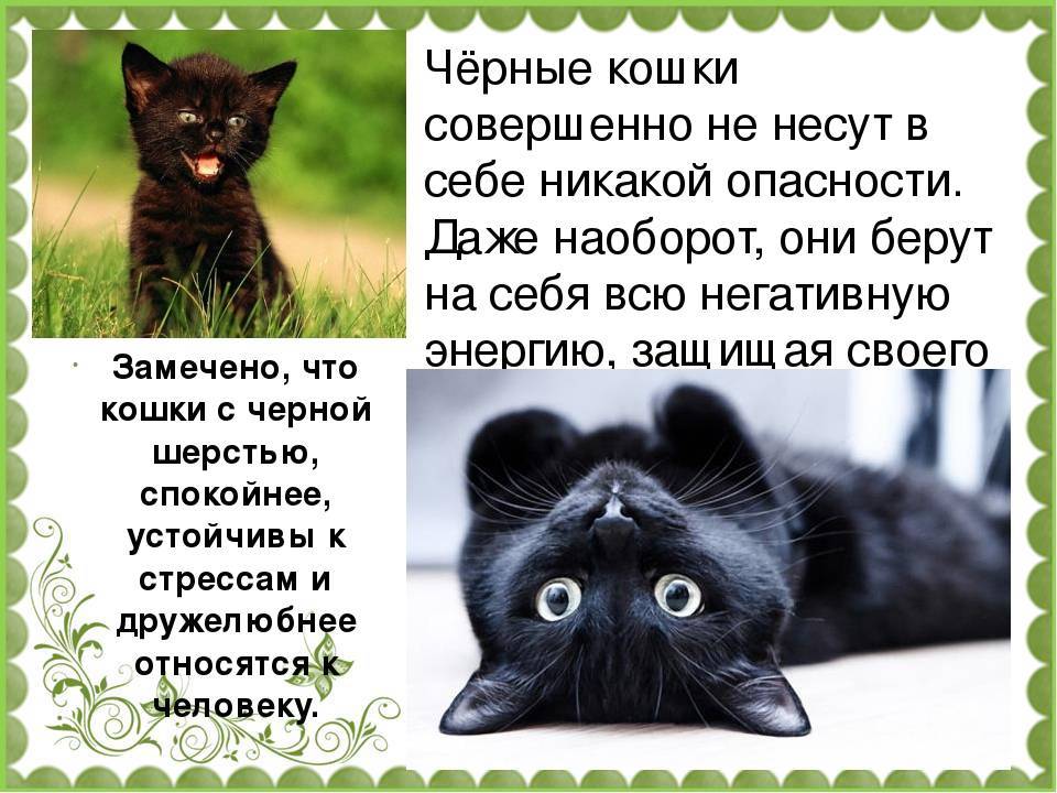 Черная кошка: приметы и суеверия. если черная кошка в доме, перебежала дорогу, приблудилась