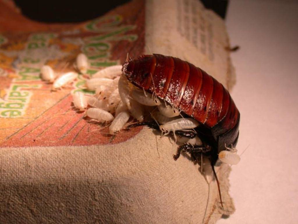 Виды тараканов в квартире — как выглядят