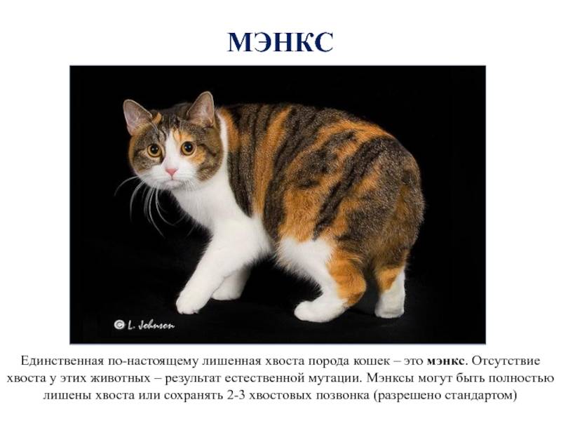 Мэнская кошка: описание породы мэнкс с фото, характер животного, особенности его содержания