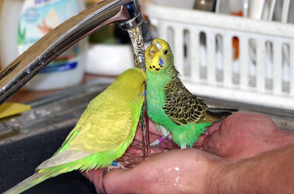 Как правильно купать попугая в домашних условиях: практические советы