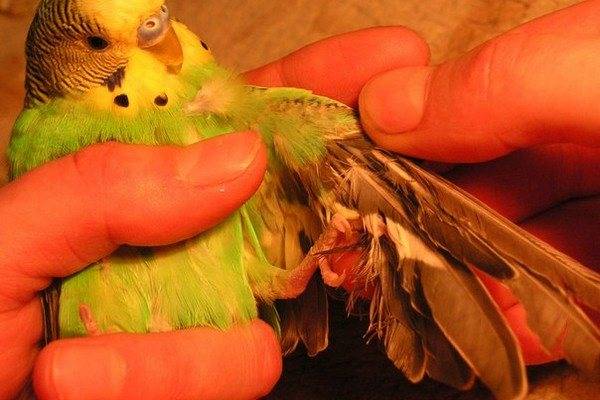 Из-за чего у попугая выпадают перья | болезни попугаев
у попугая выпадают перья: фото, причины, что делать в таком случае | болезни попугаев