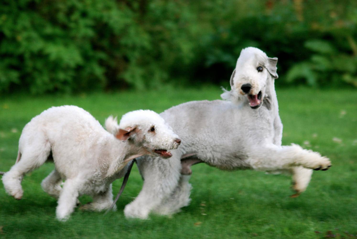 Бедлингтон терьер (55 фото): собака овечка, щенки породы, видео