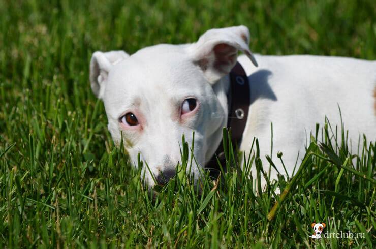 Зачем собаки едят траву: причины необычного поведения, почему собака ест траву и ее рвет, опасные и полезные растения