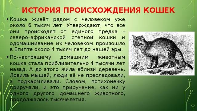 История происхождения кошек на земле: как появились домашние коты