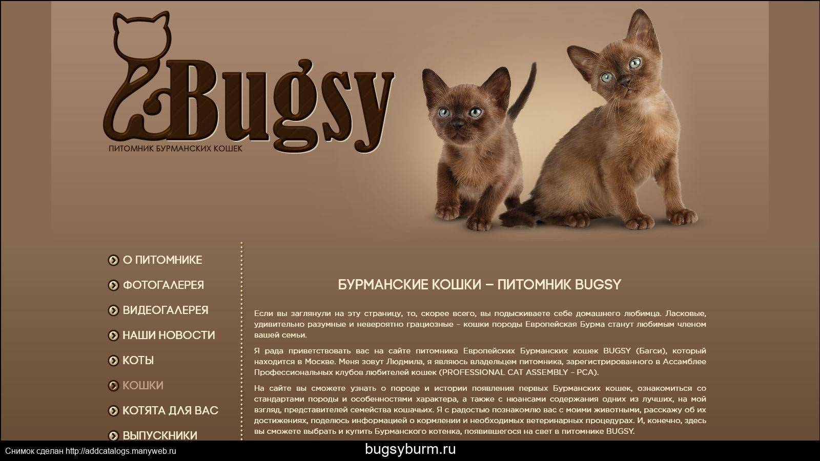 Бурманская кошка (бурма): фото, характер, описание и отзывы о породе