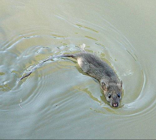 ᐉ умеют ли крысы плавать (дикие и домашние)? - zoopalitra-spb.ru