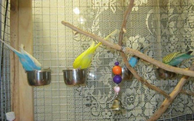 Жёрдочки для попугая: какие бывают, из какого дерева и как сделать своими руками