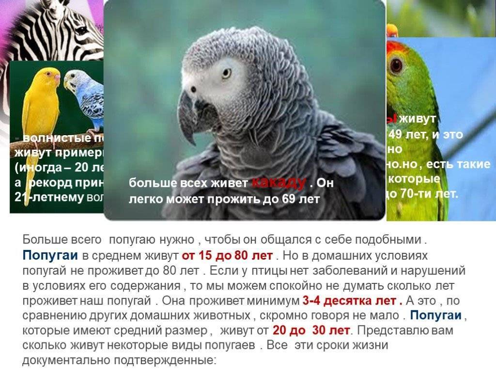 Самые дорогие попугаи в мире