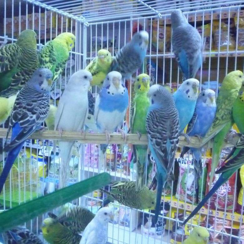 Сколько стоит попугай какаду: стоимость белого с хохолком в зоомагазине в рублях, цена на говорящего в россии