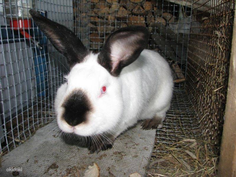 Калифорнийский кролик: описание породы и ее характеристика, чем кормить калифорнийцев