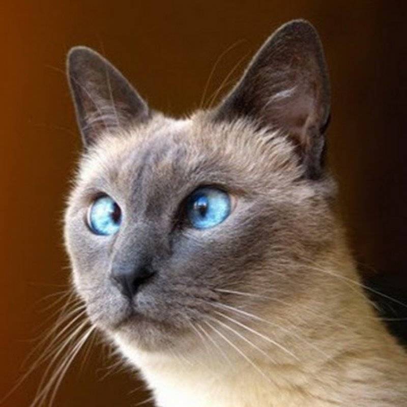 Косоглазие у кошек: причины возникновения и лечение