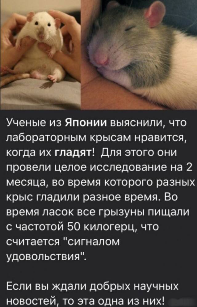 Почему крысы боятся. Крысы домашние.