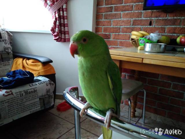 Ожереловый попугай крамера: как выглядит, сколько стоит, чем кормить, как ухаживать в домашних условиях