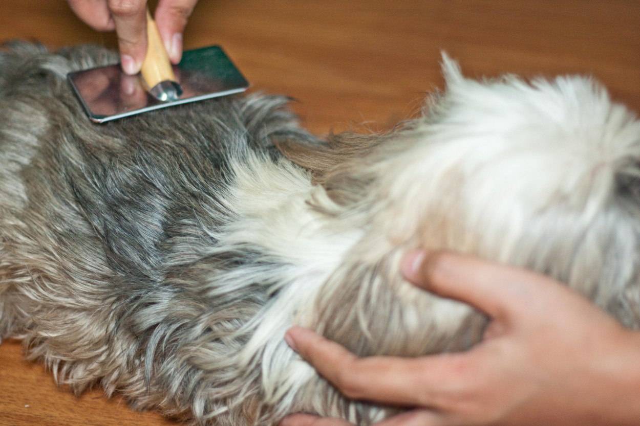 Как вычесывать собаку: пошаговая инструкция и советы опытных заводчиков (110 фото и видео)