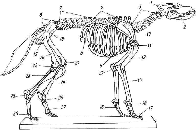 Анатомические особенности строения скелета, черепа, мышц и органов у собак