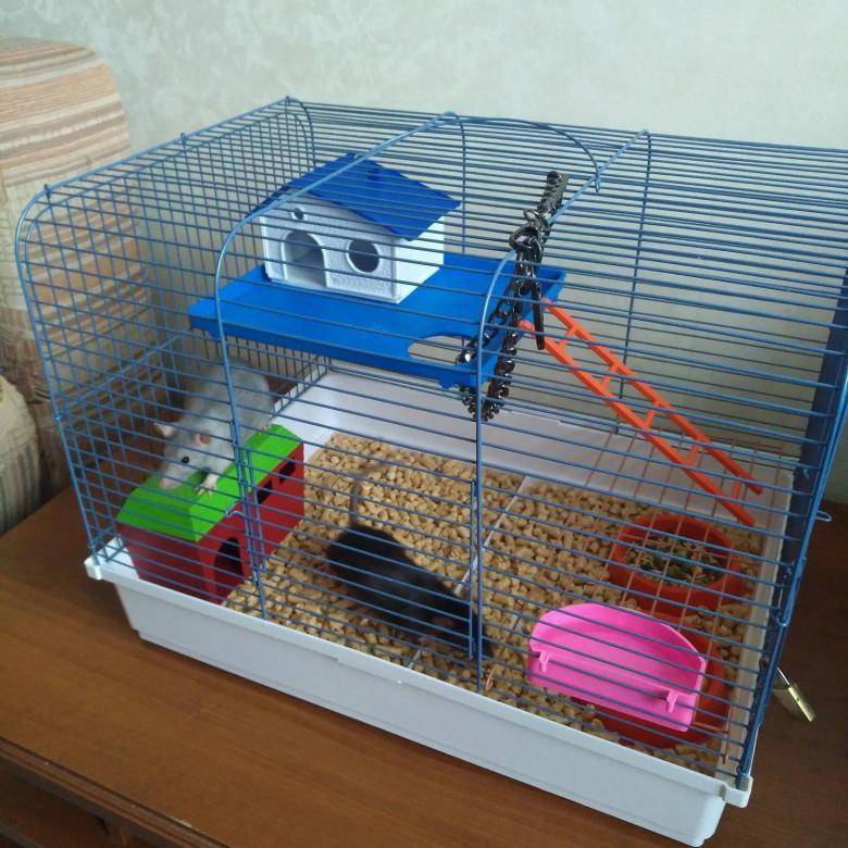 Самодельные игрушки и развлечения для декоративных крыс