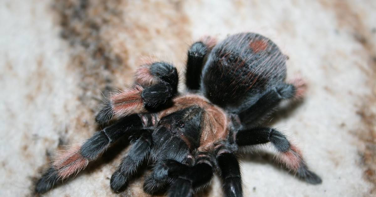 Содержание паука-птицееда брахипельма ваганс в домашних условиях