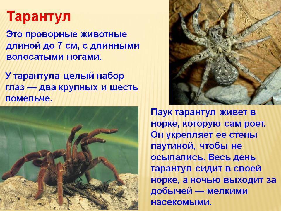 Виды пауков – фото, названия и описания