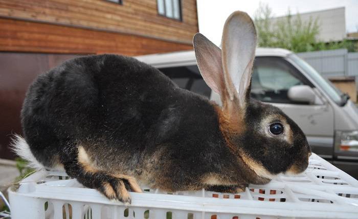 Декоративные кролики (62 фото): уход и содержание в домашних условиях. как ухаживать за маленькими крольчатами? отзывы владельцев