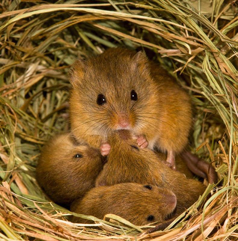 Что едят мыши - в домашних условиях и в дикой природе