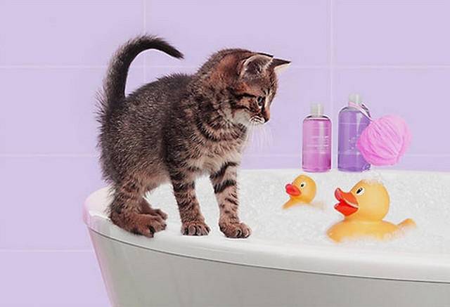 Можно ли мыть котенка? с какого возраста? как часто?