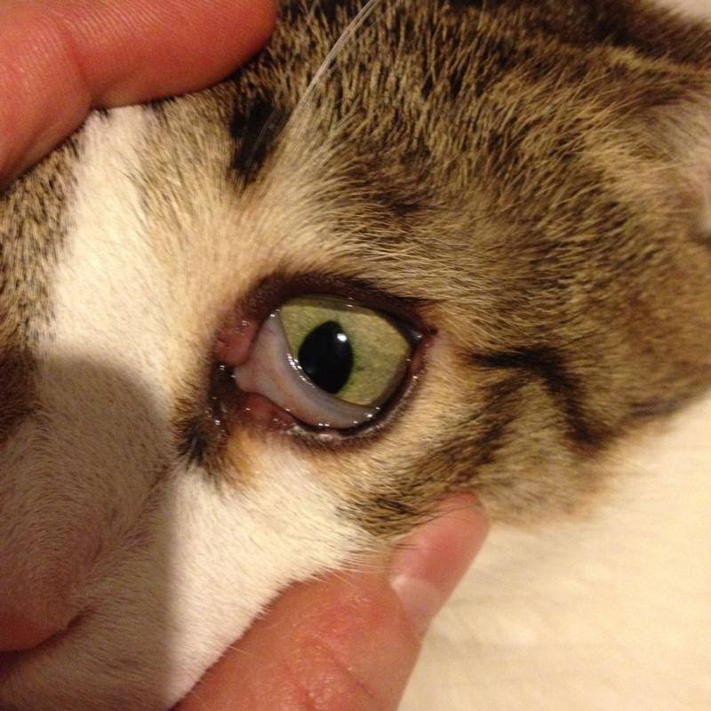Почему кот чихает и у него слезятся или гноятся глаза, чем лечить в домашних условиях?