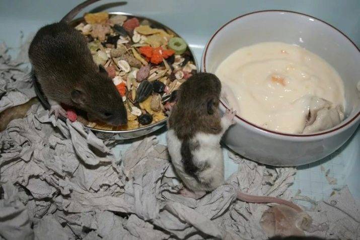 Чем мышь питается? что едят мыши в природе?