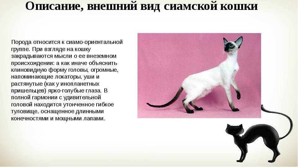 Анатолийская кошка. турецкая короткошерстная: фото, описание кошек, характер, здоровье и чем кормить | for-pet