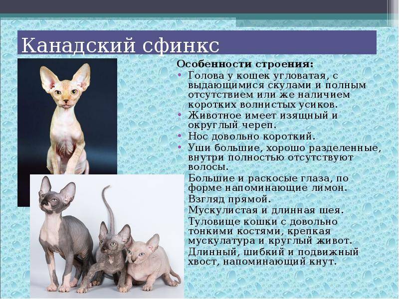 ᐉ бамбино - описание пород котов - ➡ motildazoo.ru