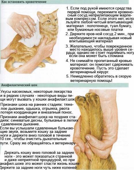 Кот чихает: причины и чем лечить – советы ветеринаров клиники питомец