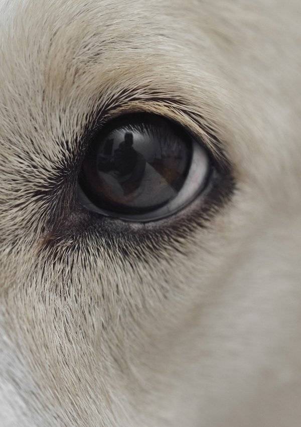 11 болезней глаз у собак: чем лечить, какие лекарствва давать в домашних условиях
