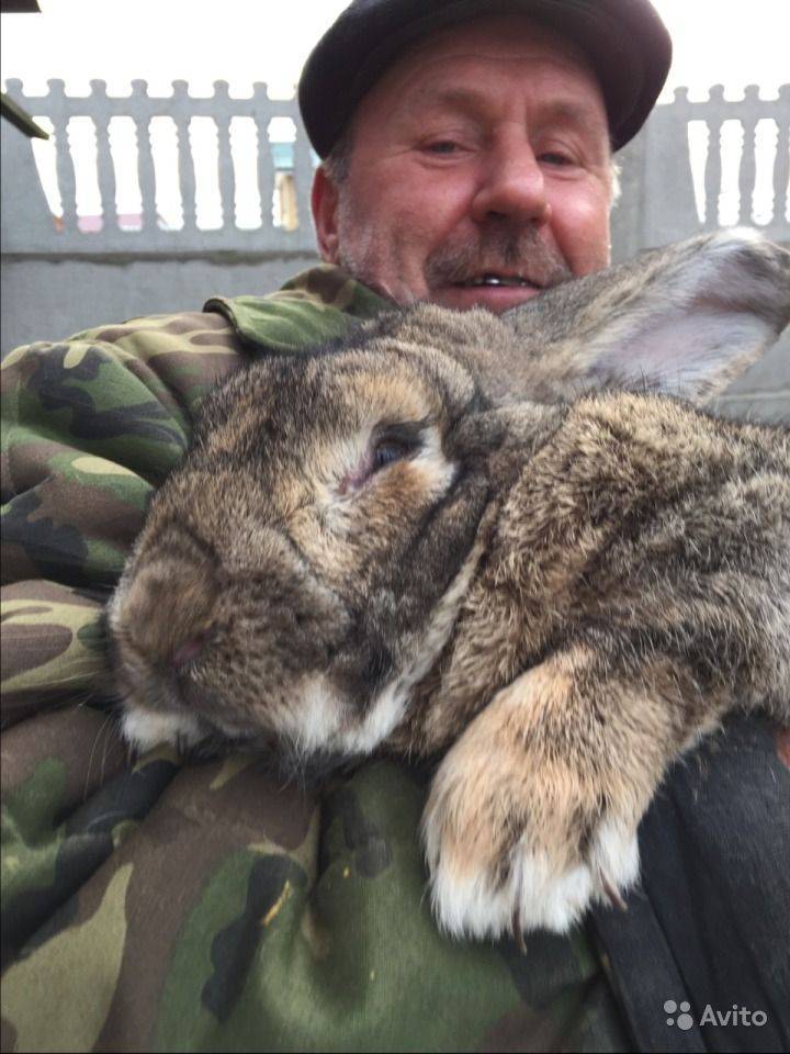 Порода кроликов Ризен: содержание и уход за гигантом