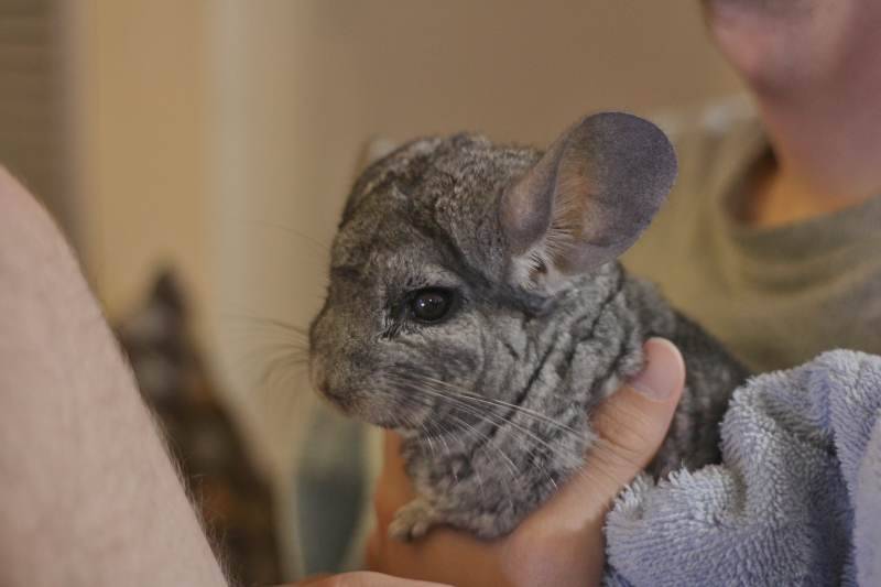 Почему у кролика выпадает шерсть: причины, заболевания и виды лечения