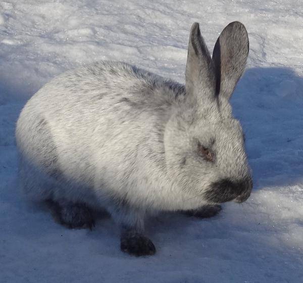 Кролики породы серебро (31 фото): характеристика разновидностей породы серебро: полтавское и советское, светлое большое и европейское. особенности ухода и питания