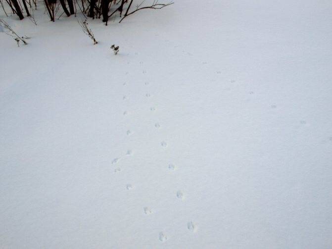 Как выглядят следы крысы на снегу — вредитель [a pest]