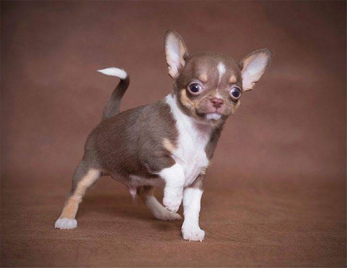 Собачка породы чихуахуа: особенности и фото уникальных мини-собак