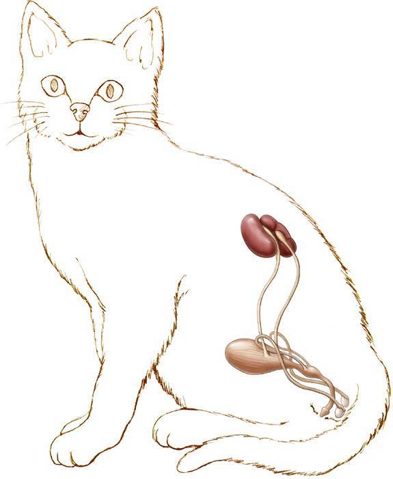 Заболевания мочеполовой системы у кошек